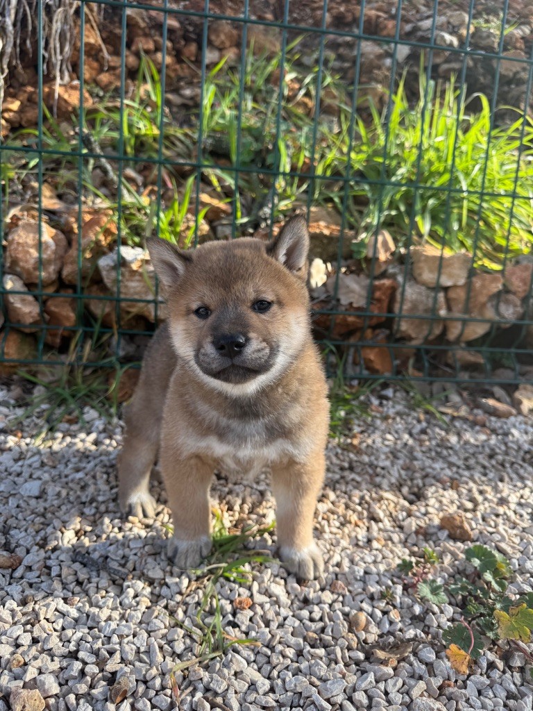 Des Renards Du Castrum - Chiot disponible  - Shiba