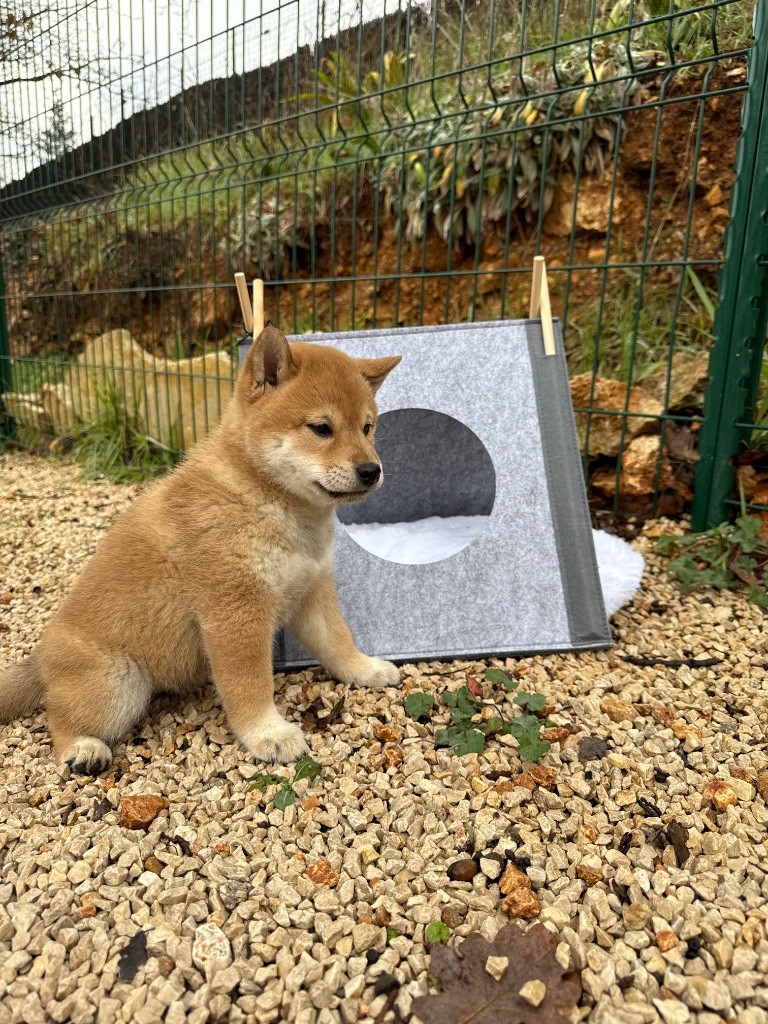 Des Renards Du Castrum - Chiot disponible  - Shiba