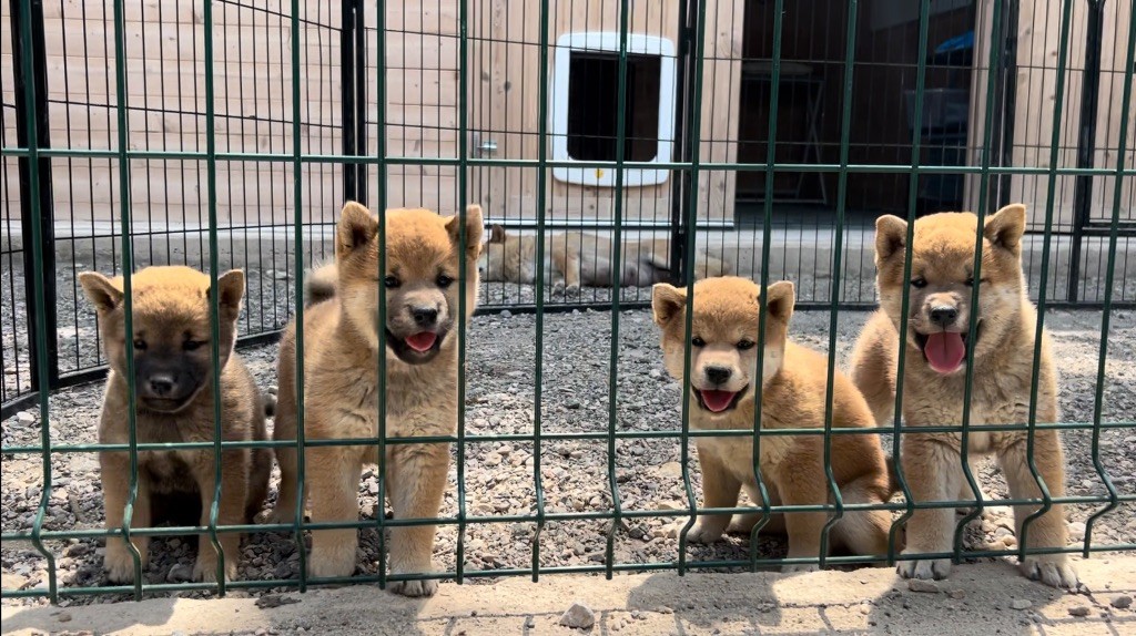 chiot Shiba Des Renards Du Castrum