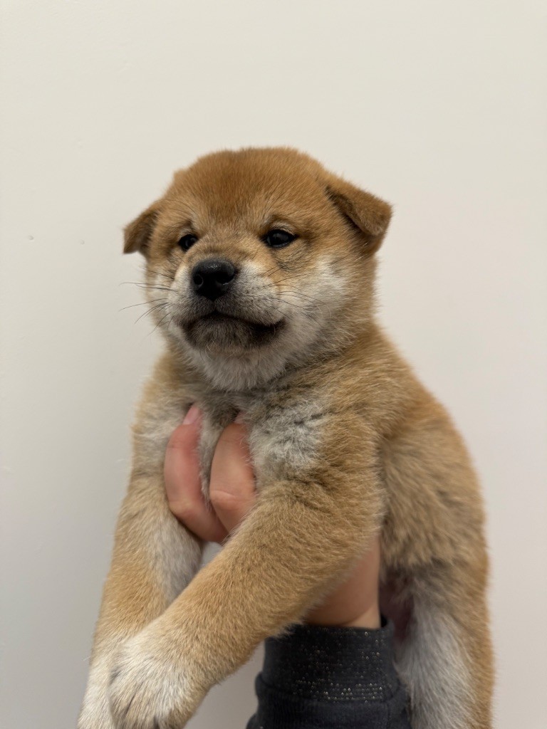 Des Renards Du Castrum - Chiot disponible  - Shiba