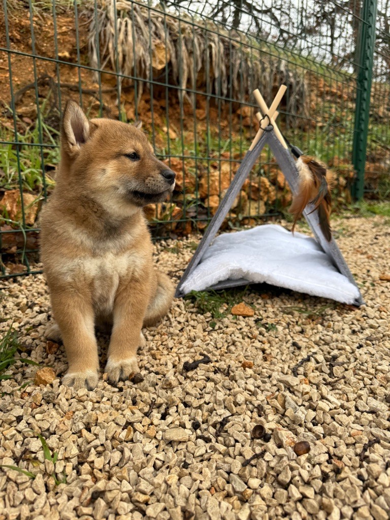 Des Renards Du Castrum - Chiot disponible  - Shiba