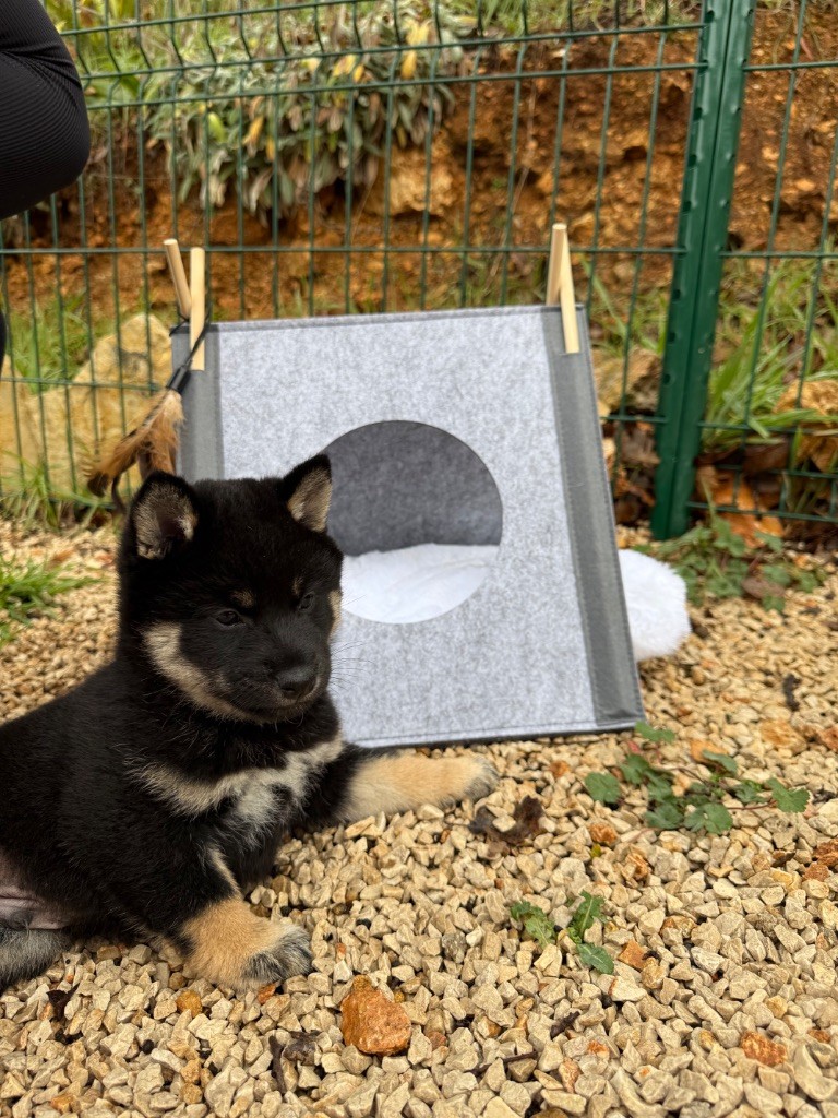 Des Renards Du Castrum - Chiot disponible  - Shiba