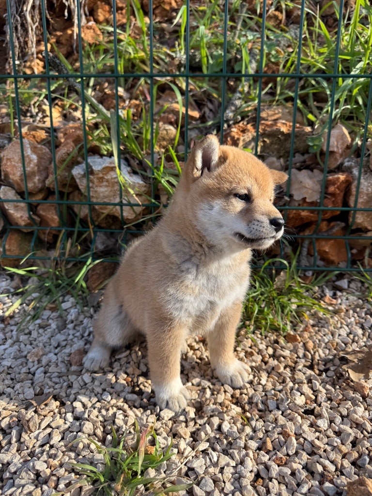 Des Renards Du Castrum - Chiot disponible  - Shiba