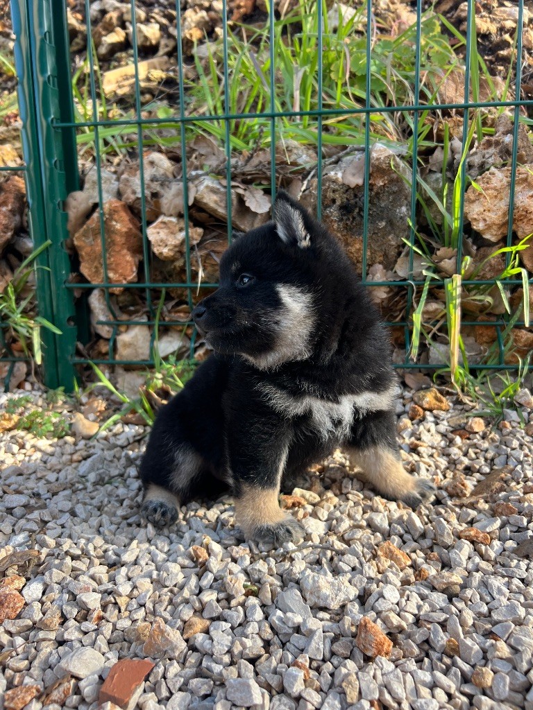 Des Renards Du Castrum - Chiot disponible  - Shiba