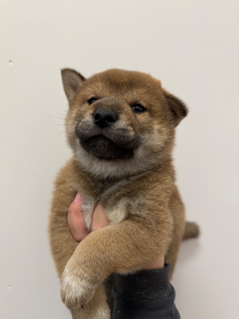 Des Renards Du Castrum - Chiot disponible  - Shiba