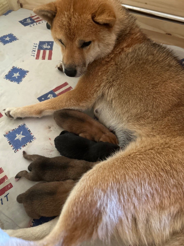 chiot Shiba Des Renards Du Castrum