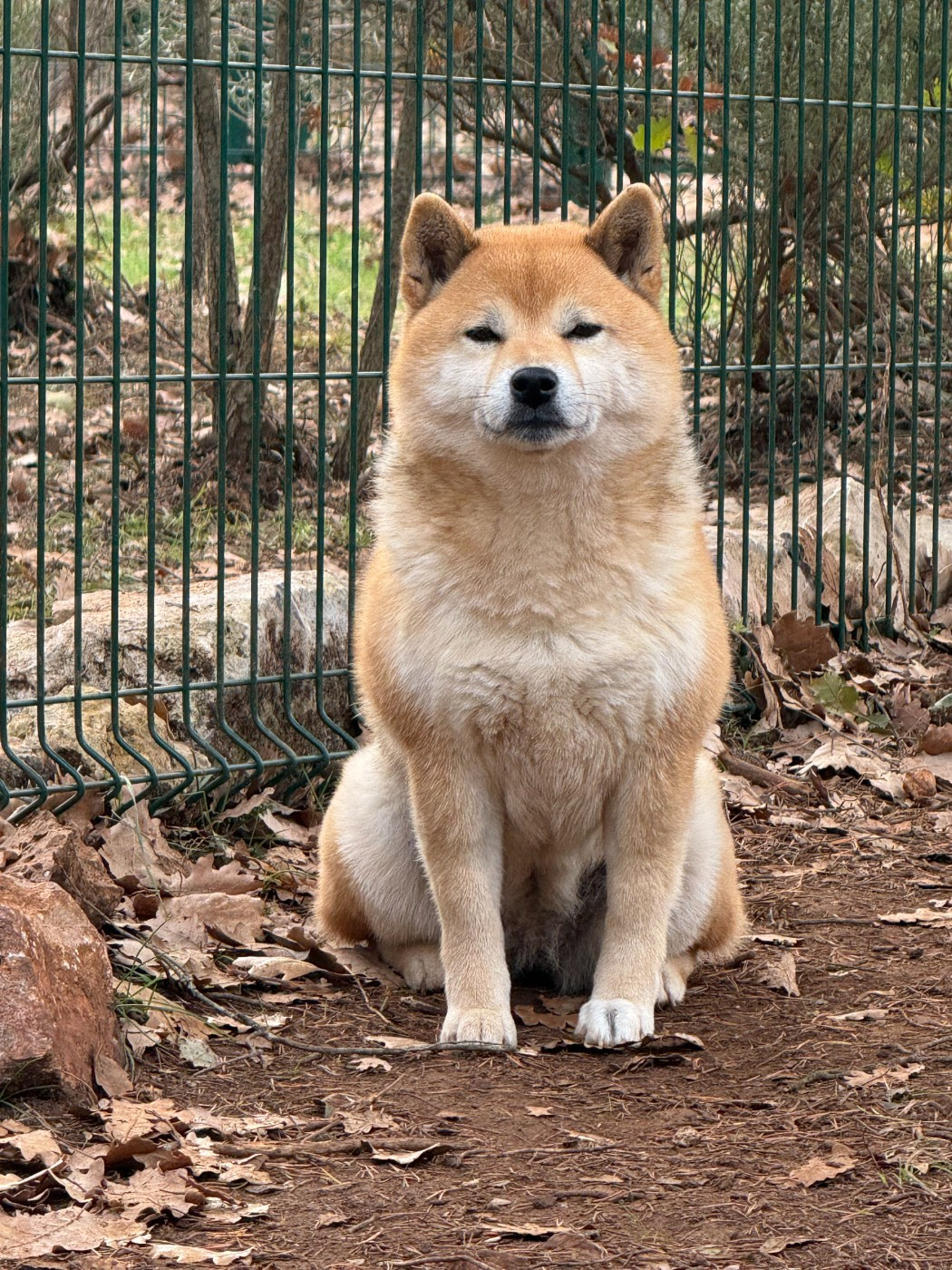Saïka de dame nature