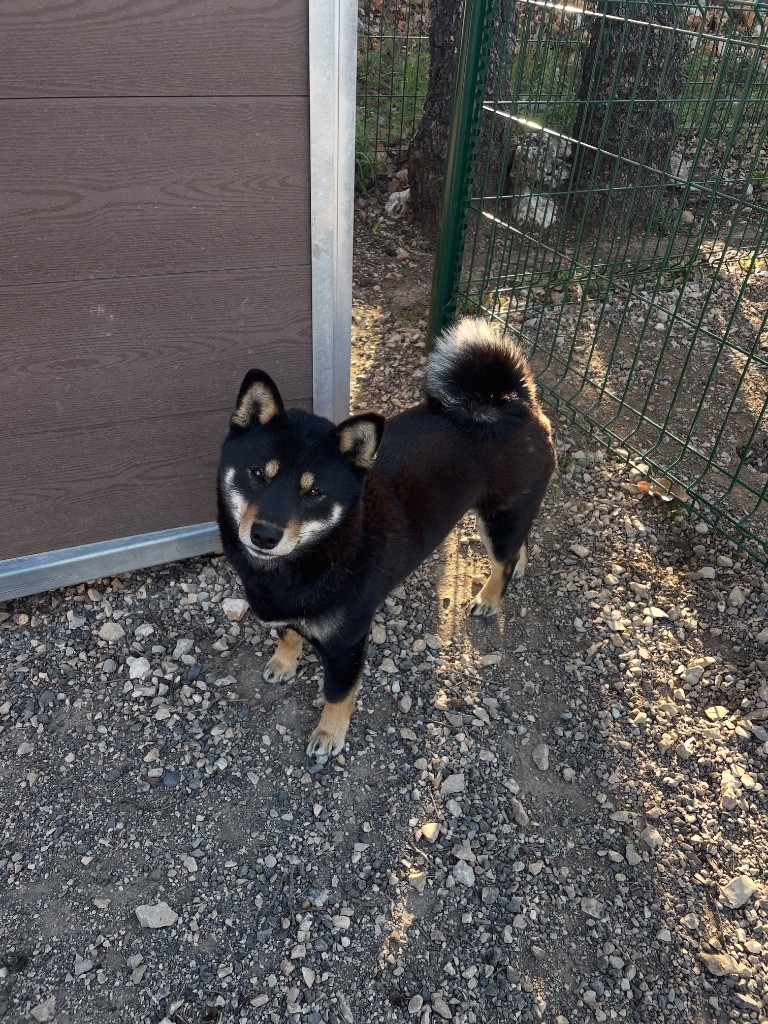 Suki de la Passion d'une Vie