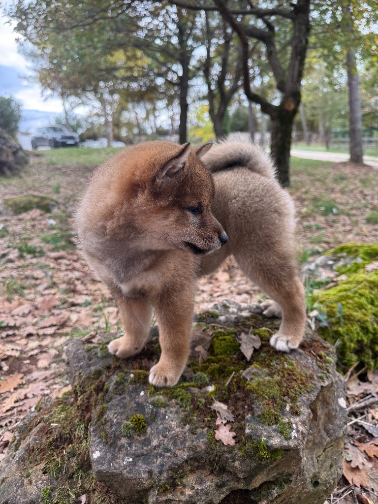 Ayaka De La Vallée Des Loges
