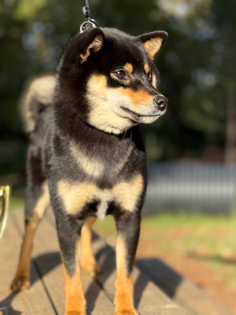 Wamiko du Bois de Compiègne