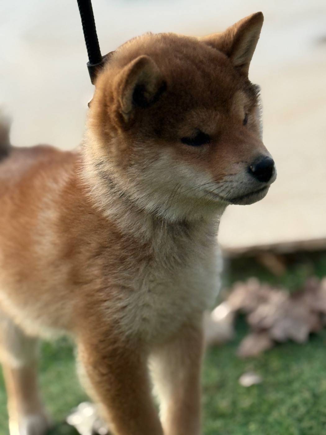 Aikina Des Renards Du Castrum