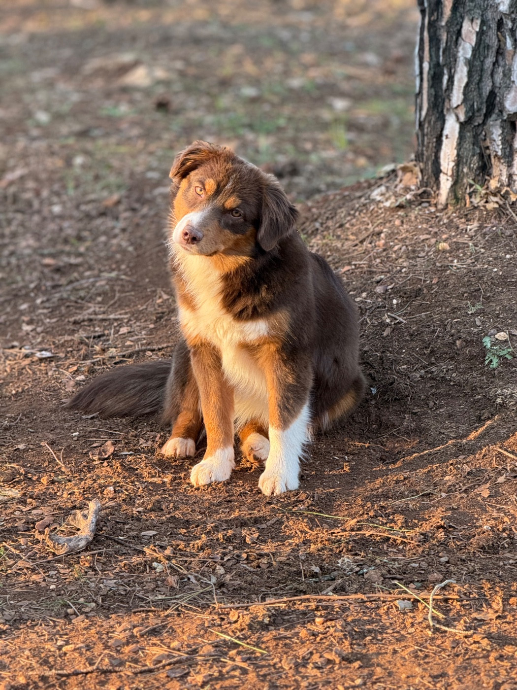 Athena la rouge Of surf paradise