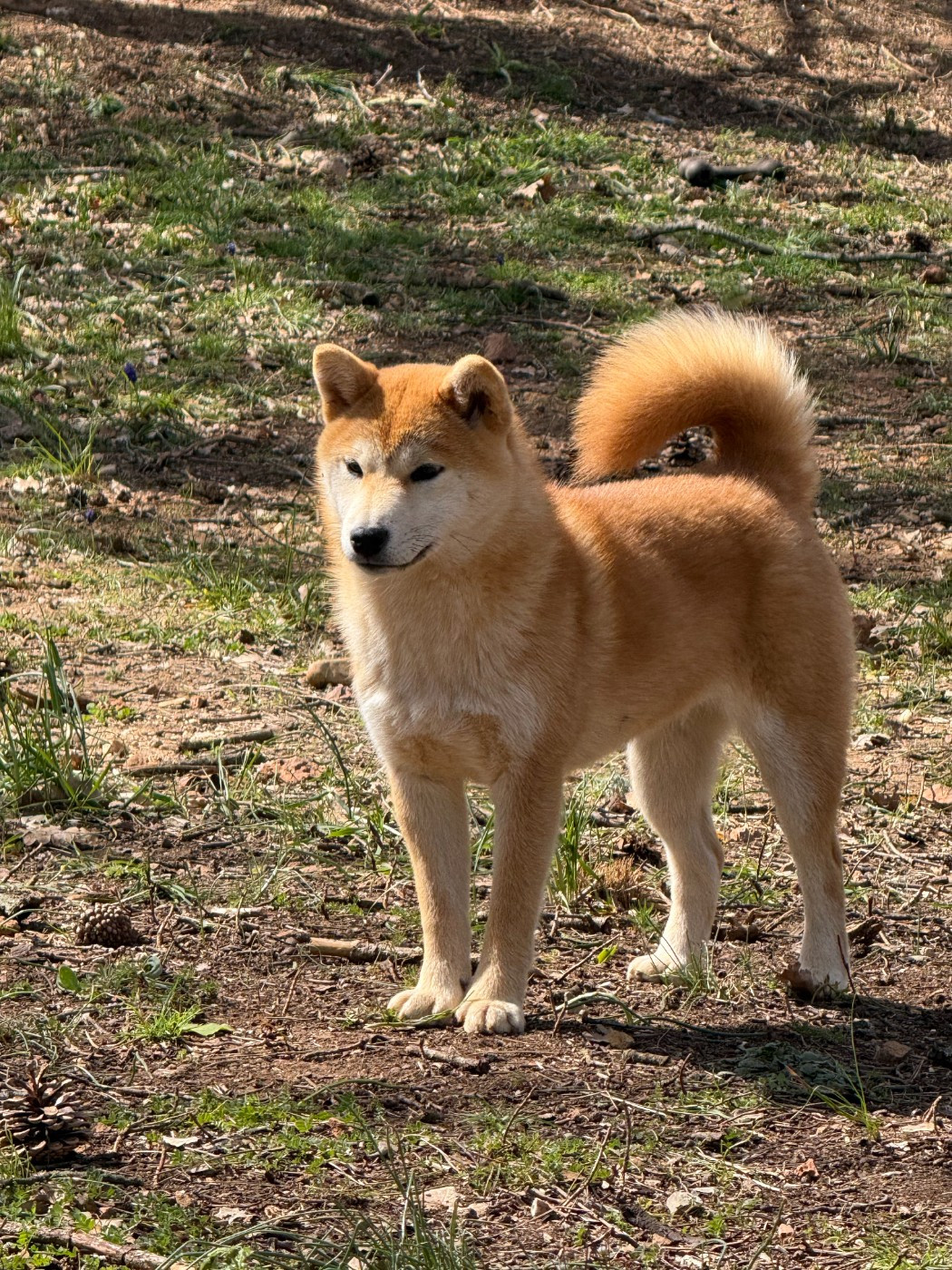 Ayumi du Bois de Compiègne
