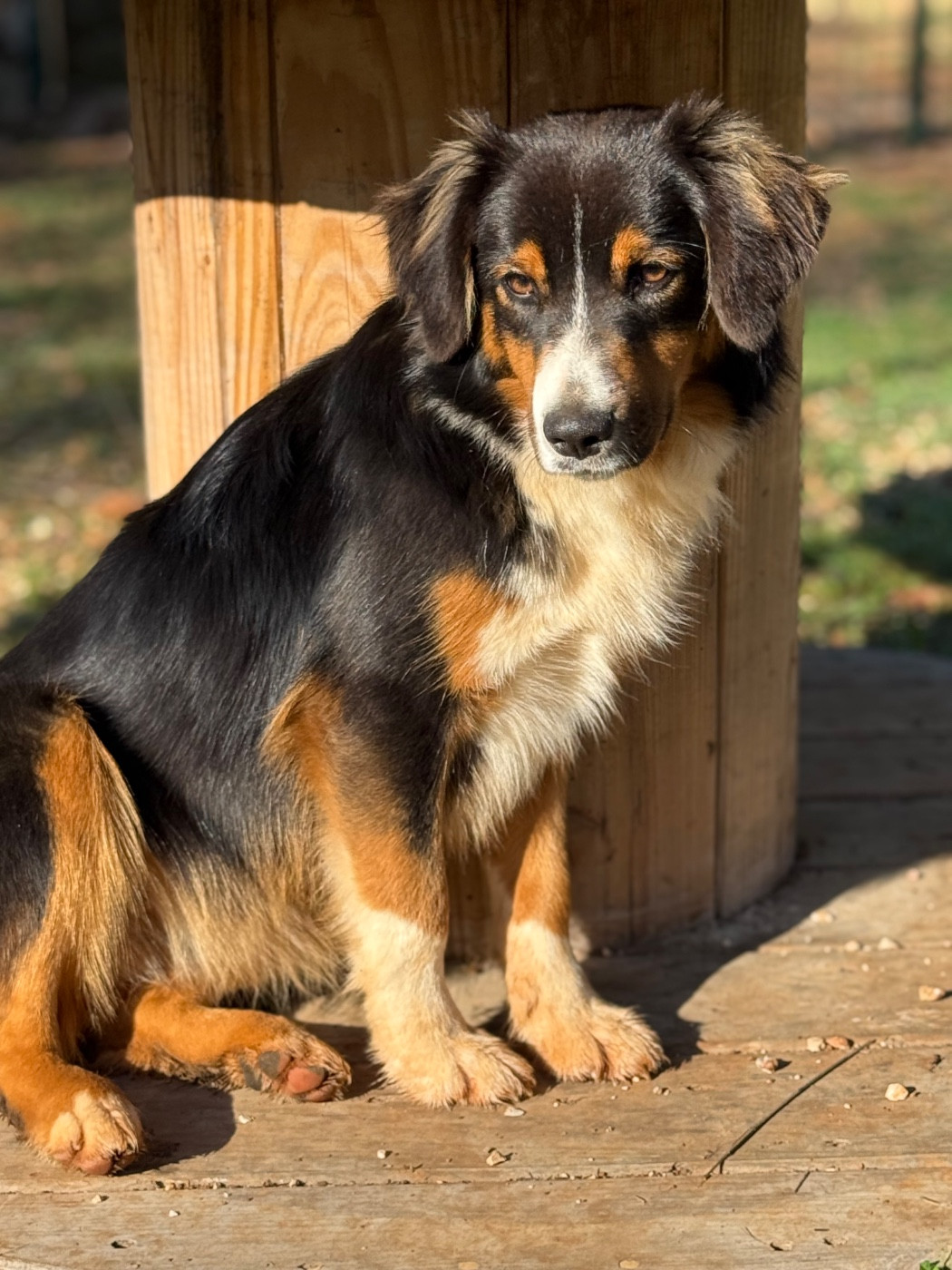 Alabama Des Précieuses Fées