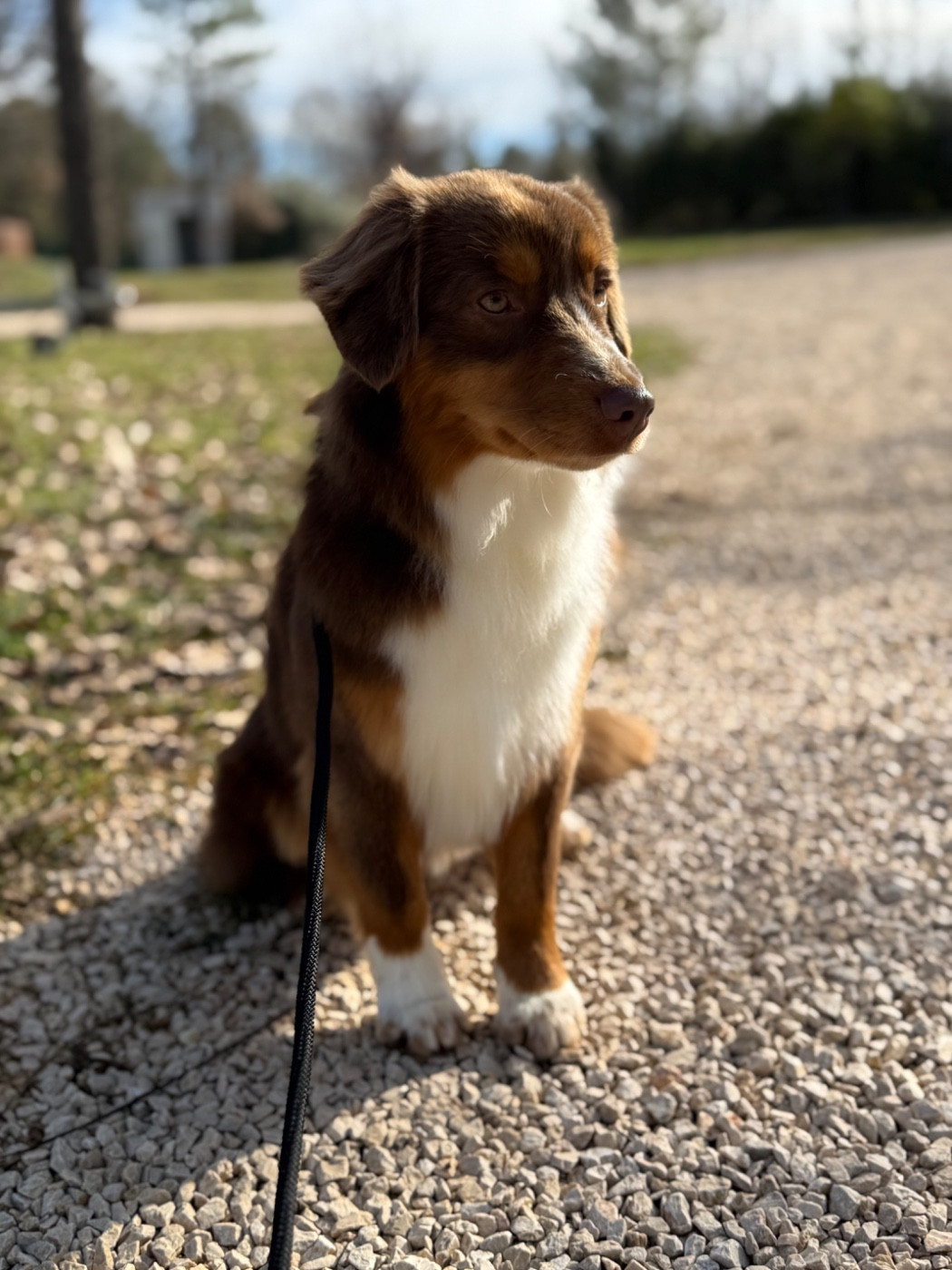 Arizona des sylphes enchantées