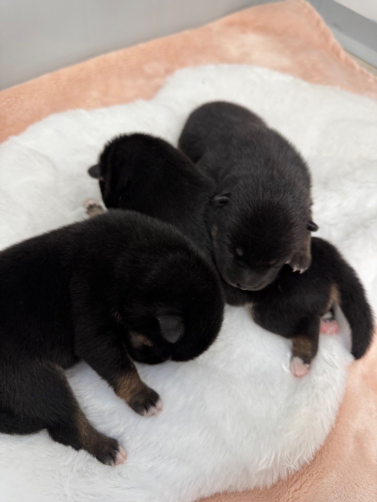 Chiots disponibles !