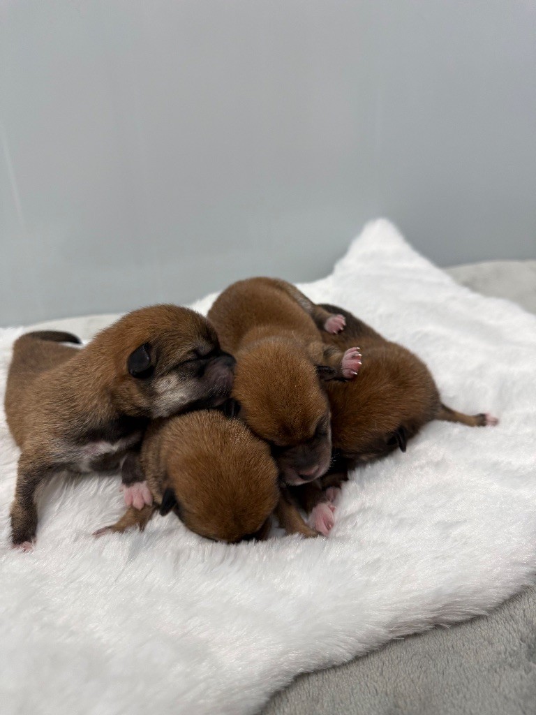 Chiots disponibles ! 