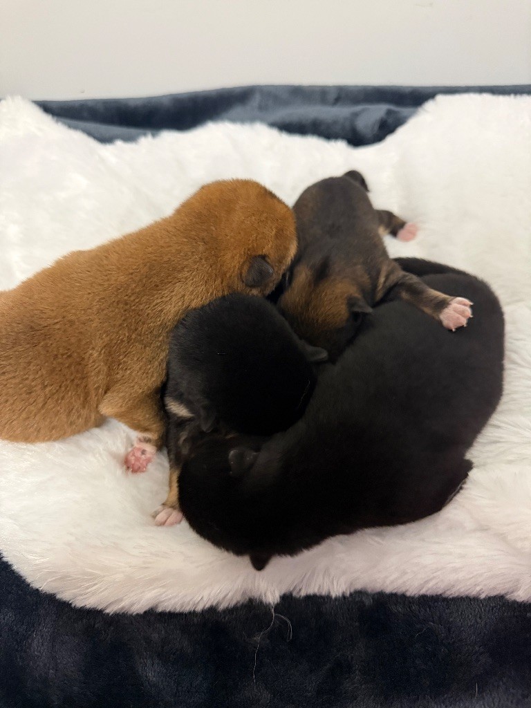 Chiots disponibles !