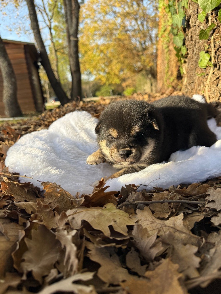 Des Renards Du Castrum - Chiots disponibles - Shiba