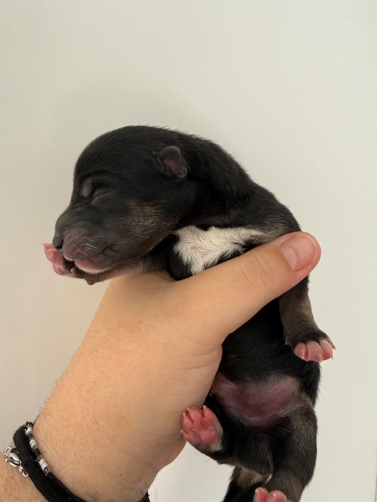 Des Renards Du Castrum - Chiots disponibles - Shiba