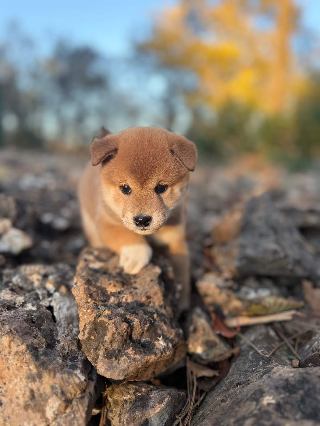 Des Renards Du Castrum - Chiots disponibles - Shiba