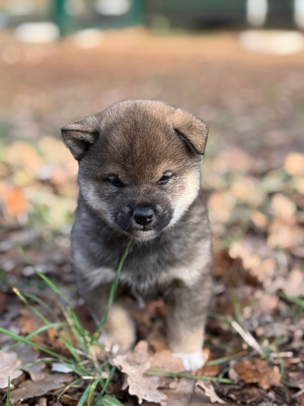Des Renards Du Castrum - Chiots disponibles - Shiba
