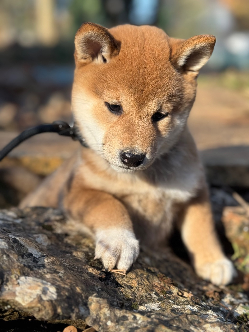 Des Renards Du Castrum - Chiots disponibles - Shiba