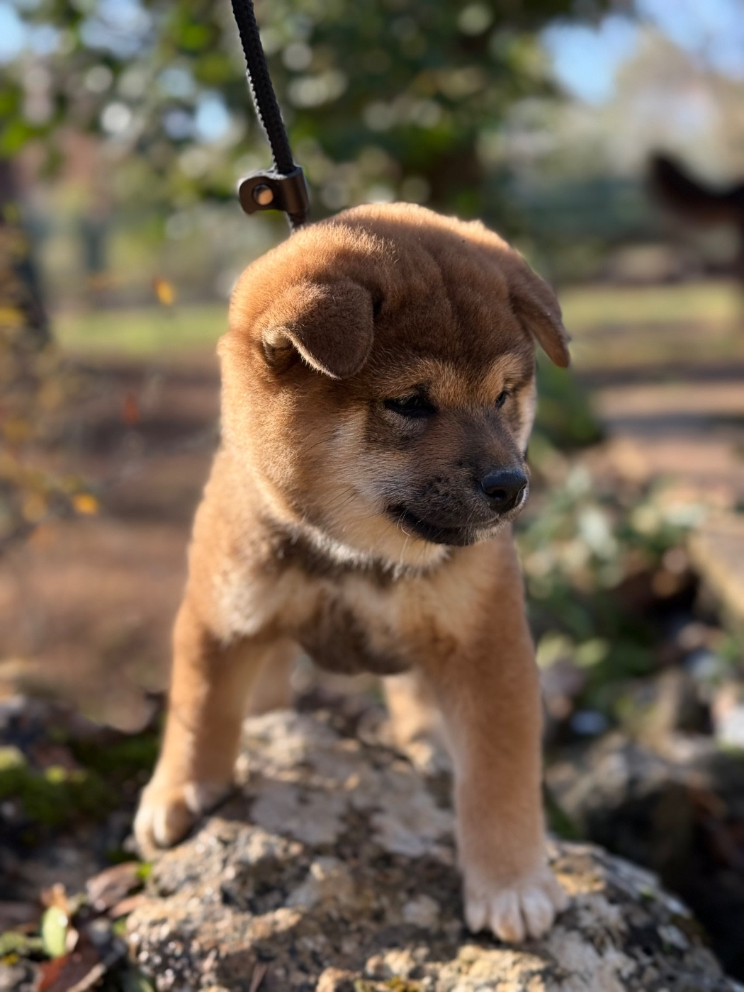 Des Renards Du Castrum - Chiots disponibles - Shiba
