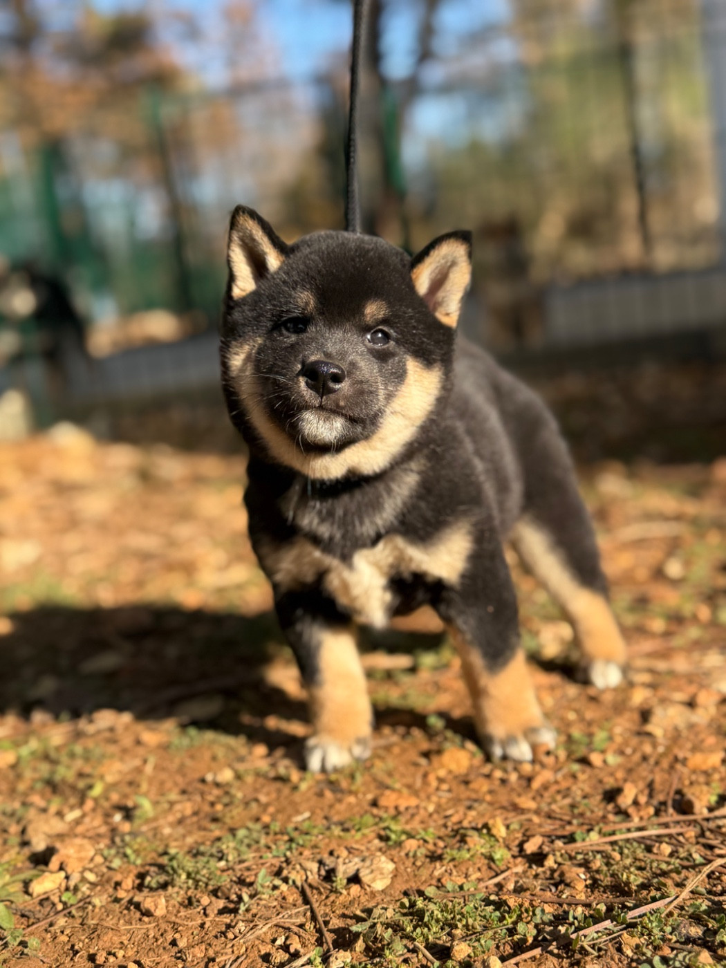 Des Renards Du Castrum - Chiots disponibles - Shiba