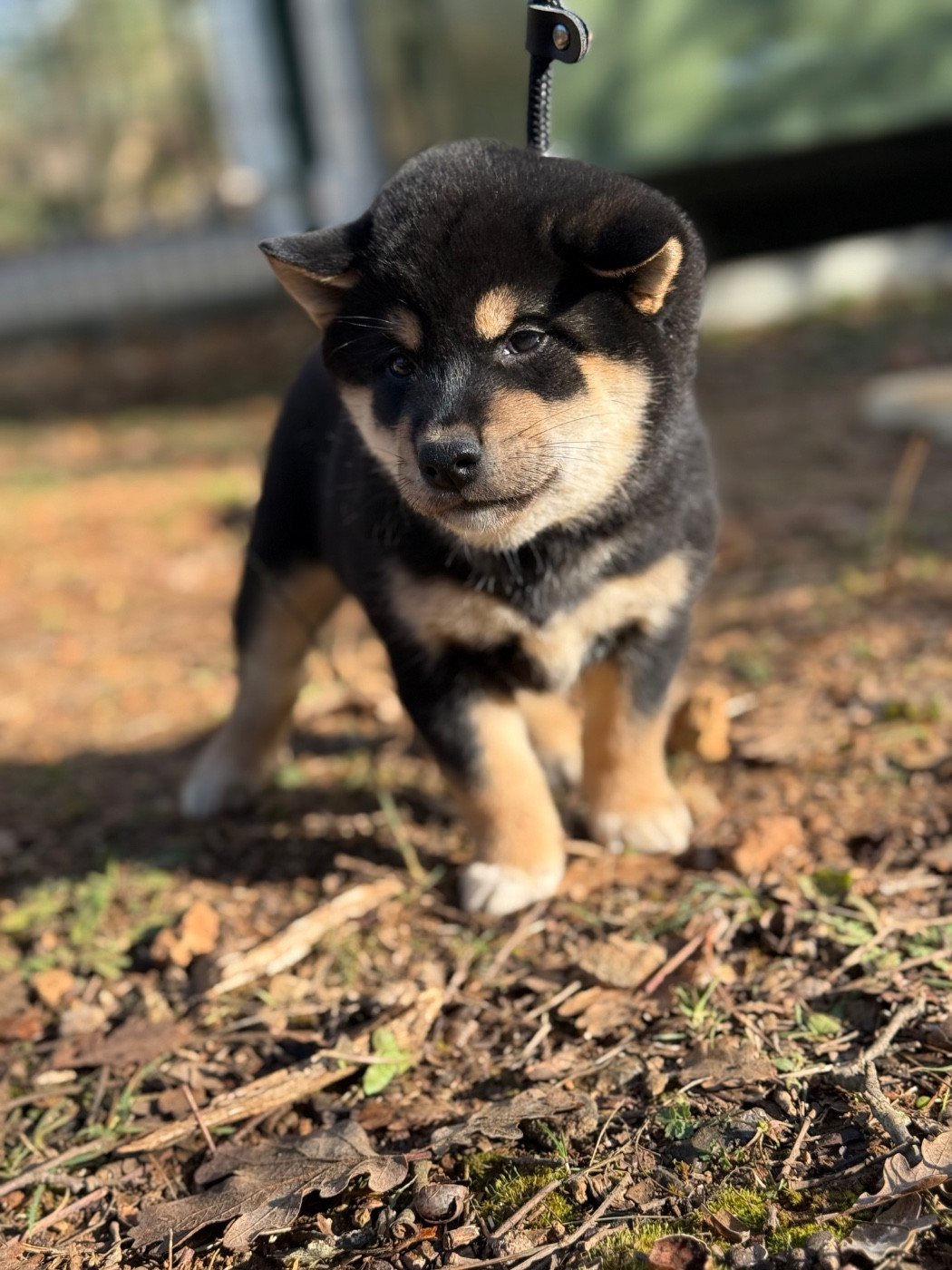 Des Renards Du Castrum - Chiots disponibles - Shiba