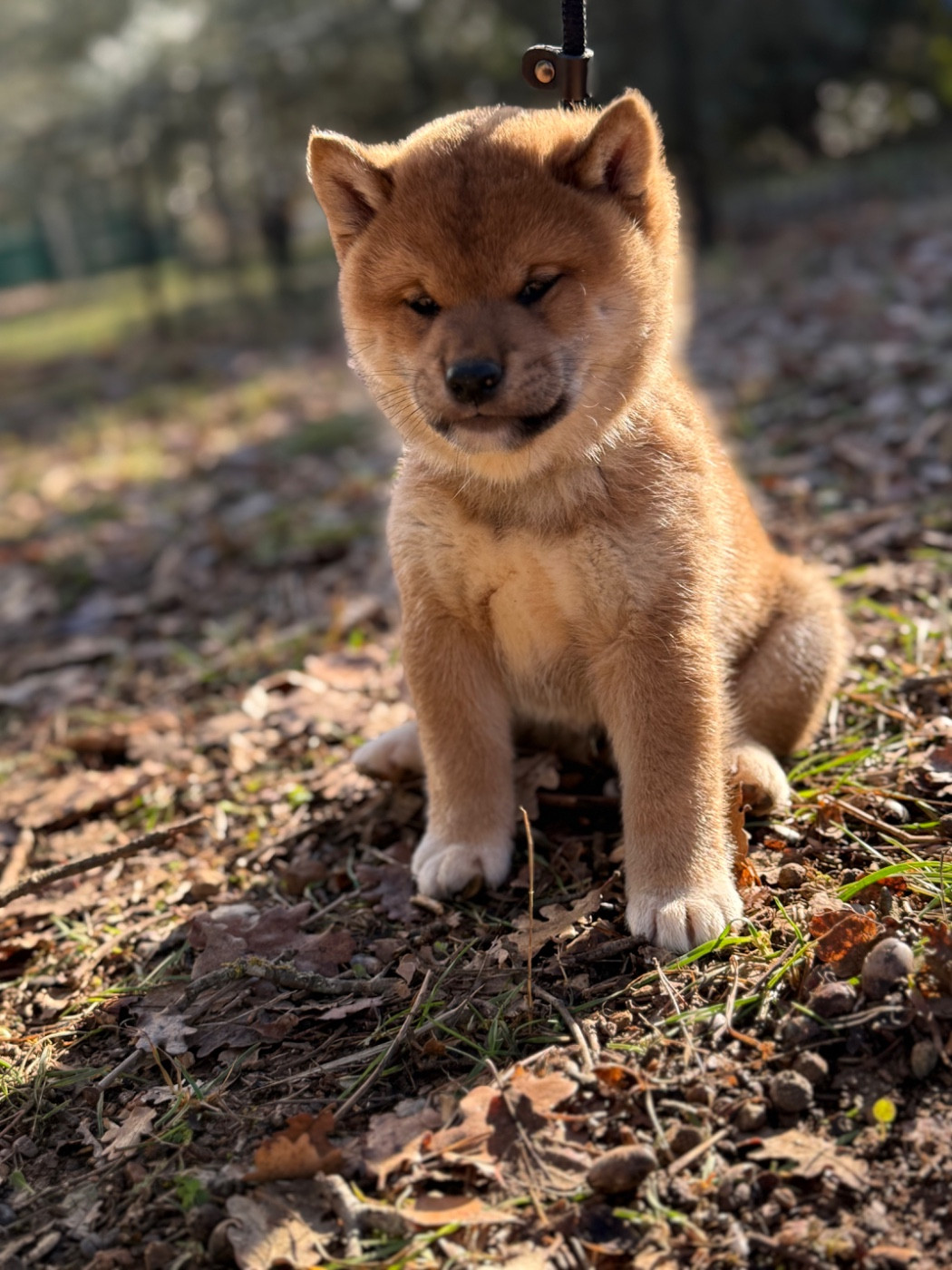 Des Renards Du Castrum - Chiots disponibles - Shiba