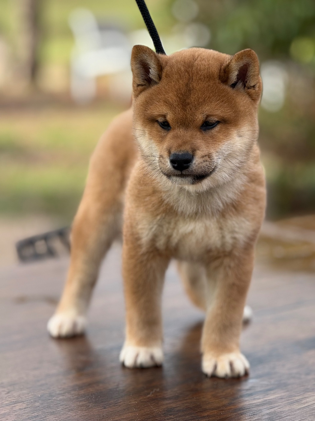 Des Renards Du Castrum - Chiots disponibles - Shiba