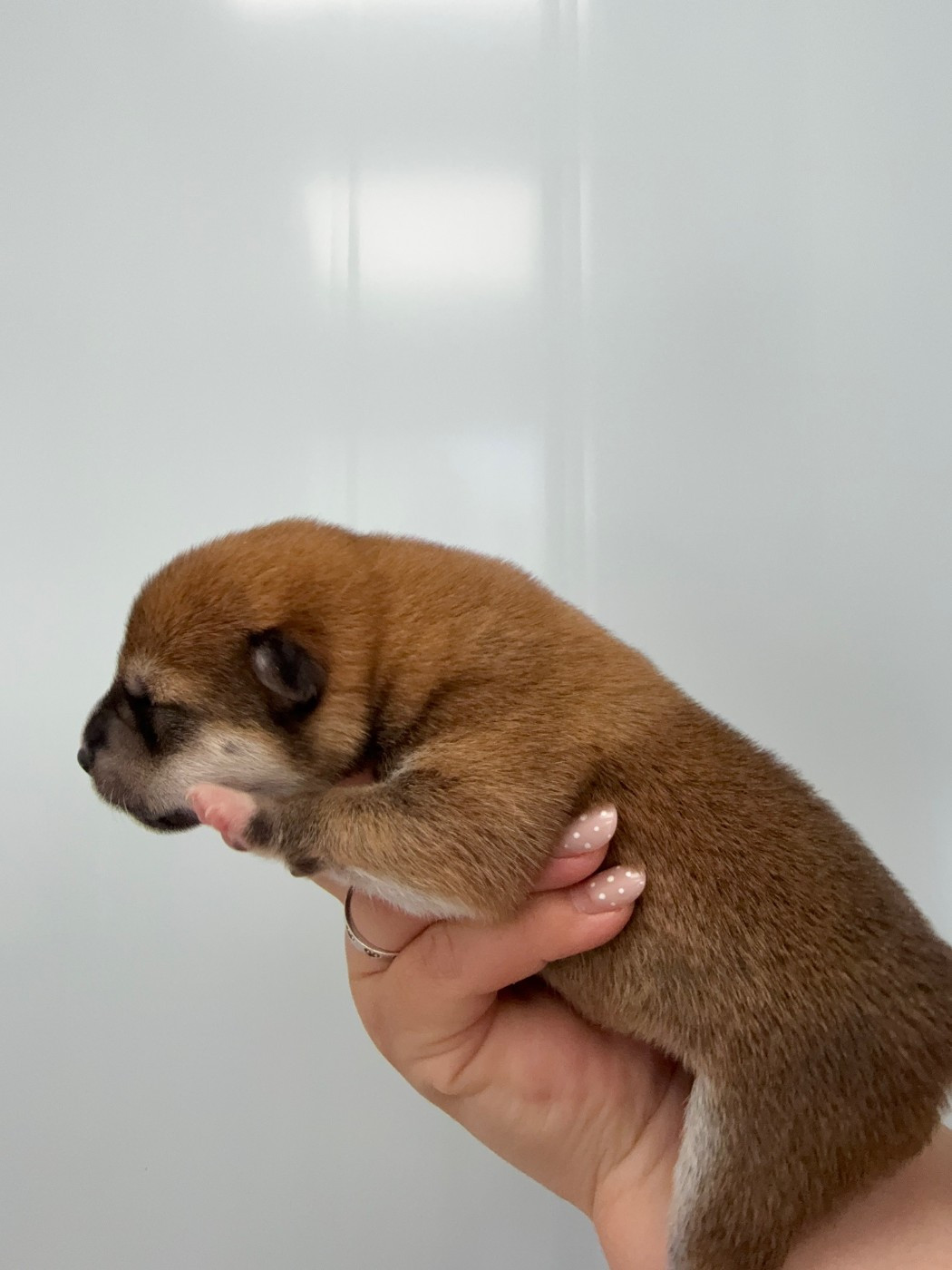 Des Renards Du Castrum - Chiots disponibles - Shiba