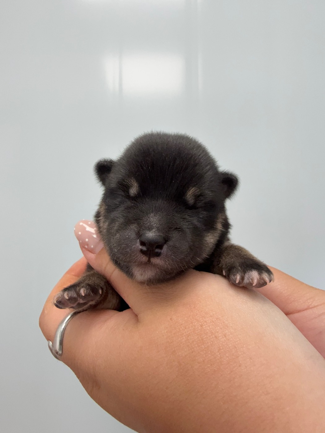 Des Renards Du Castrum - Chiots disponibles - Shiba