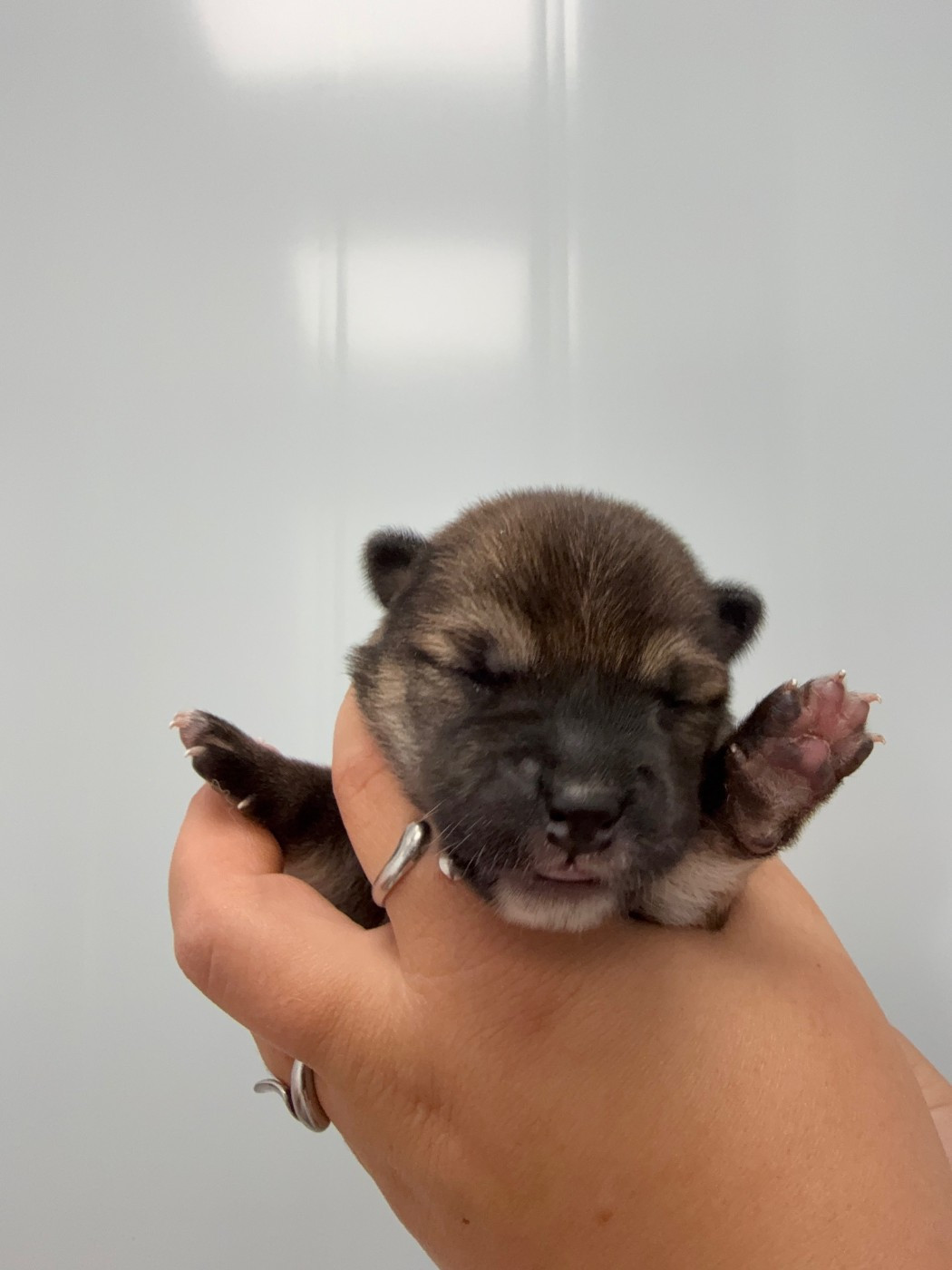 Des Renards Du Castrum - Chiots disponibles - Shiba