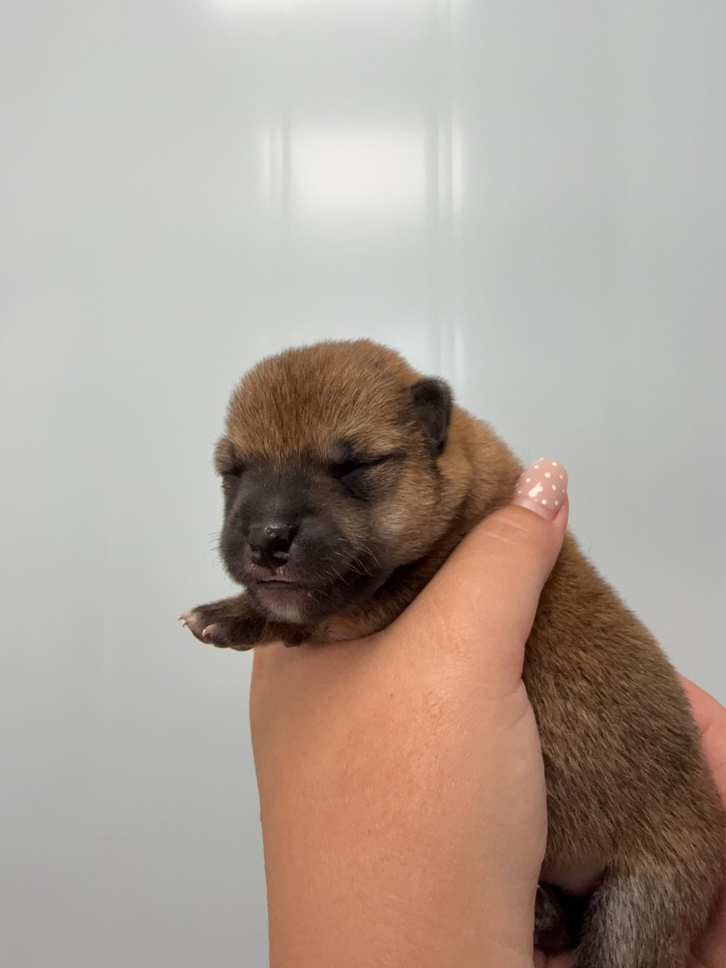 Des Renards Du Castrum - Chiots disponibles - Shiba