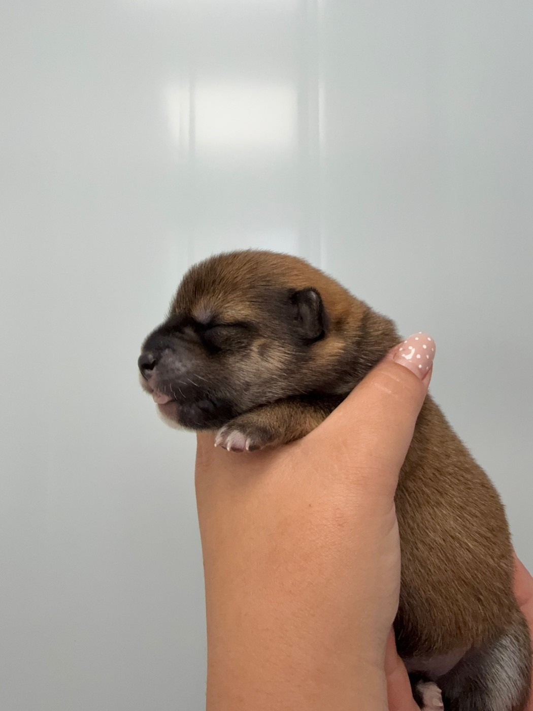 Des Renards Du Castrum - Chiots disponibles - Shiba