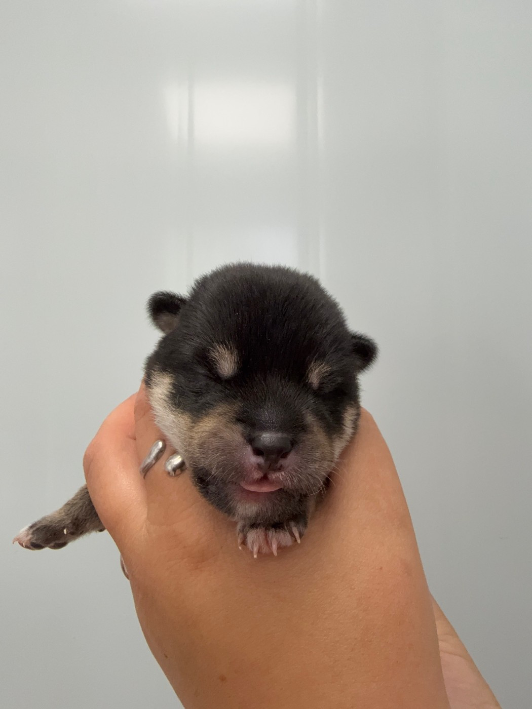 Des Renards Du Castrum - Chiots disponibles - Shiba