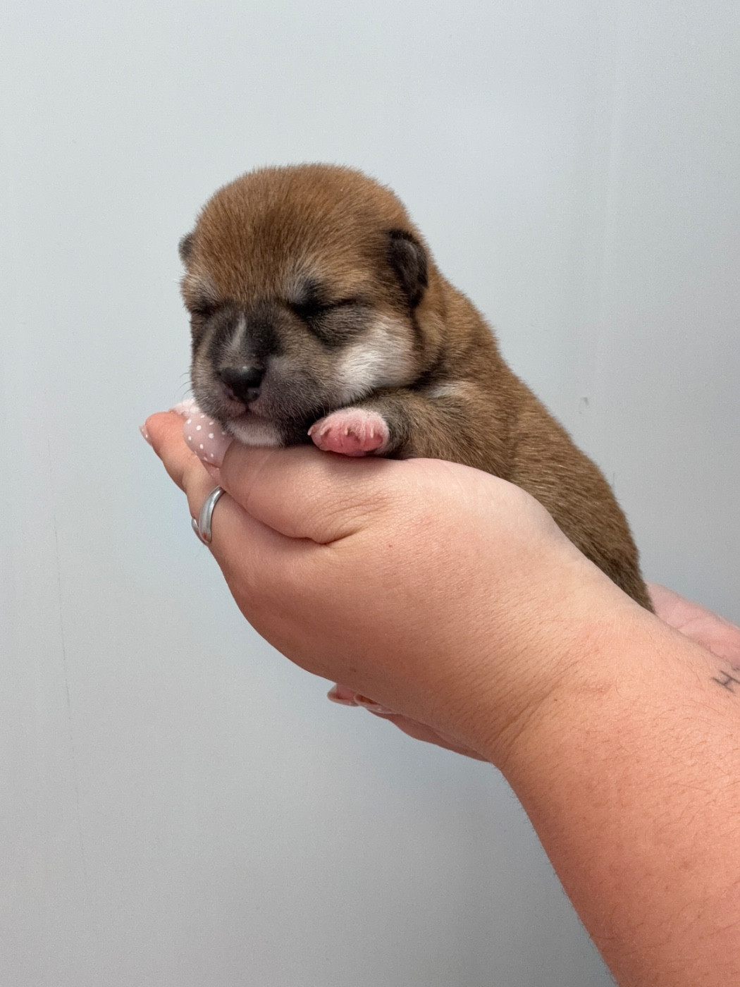 Des Renards Du Castrum - Chiots disponibles - Shiba