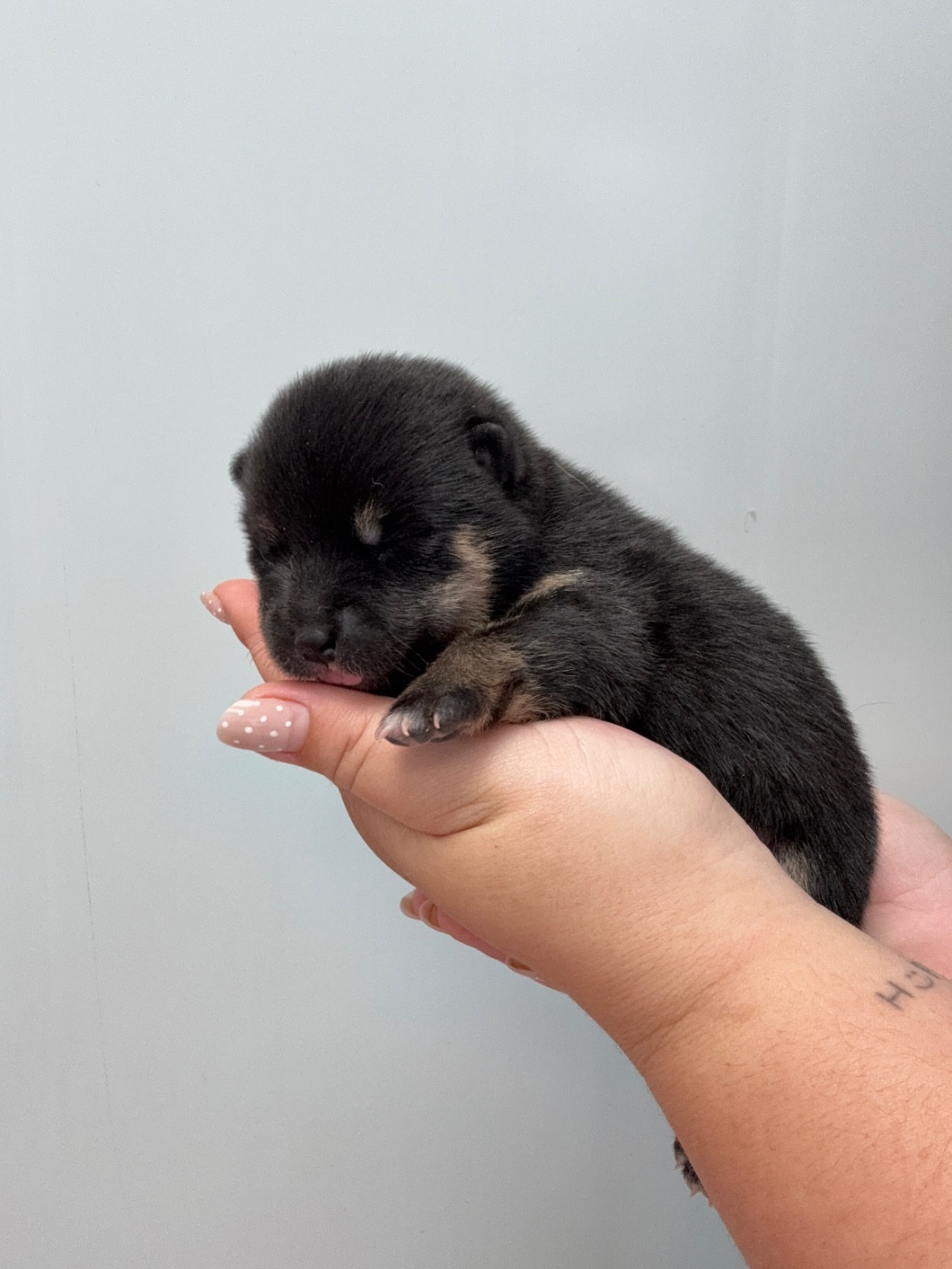 Des Renards Du Castrum - Chiots disponibles - Shiba