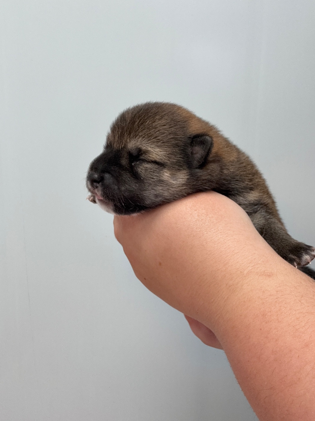 Des Renards Du Castrum - Chiots disponibles - Shiba