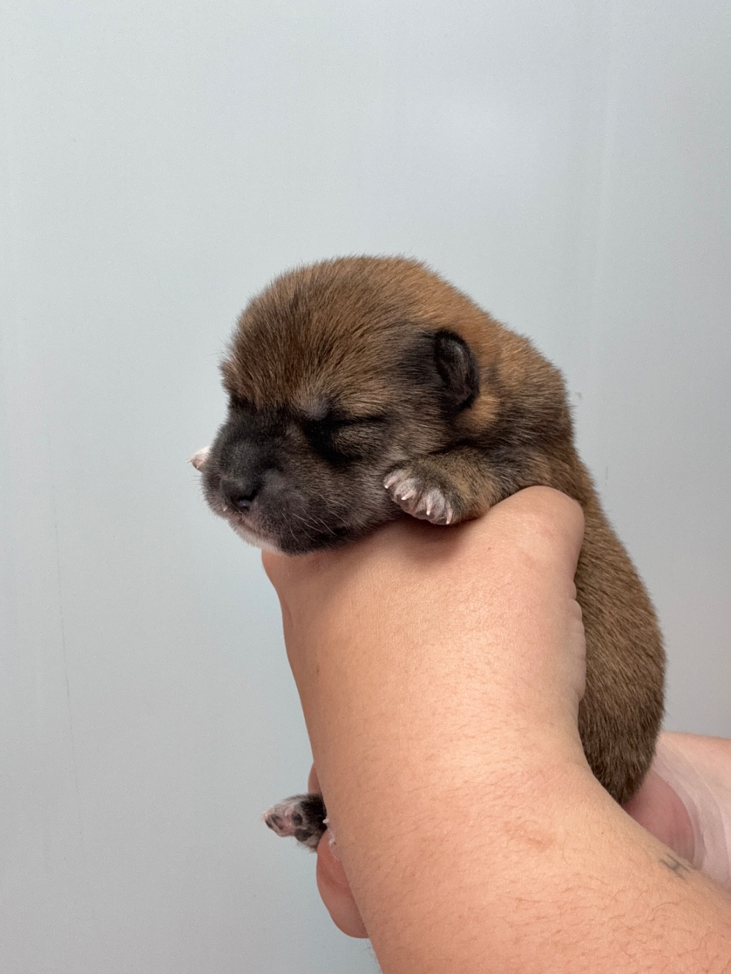 Des Renards Du Castrum - Chiots disponibles - Shiba