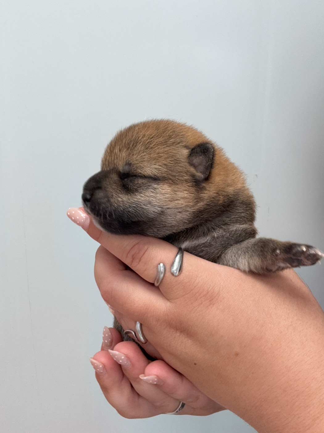 Des Renards Du Castrum - Chiots disponibles - Shiba