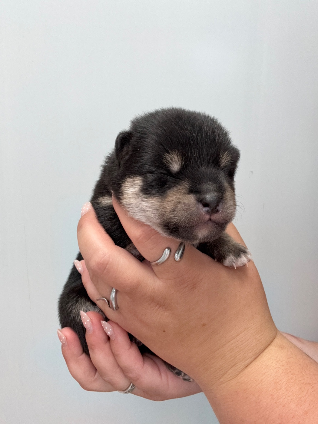 Des Renards Du Castrum - Chiots disponibles - Shiba