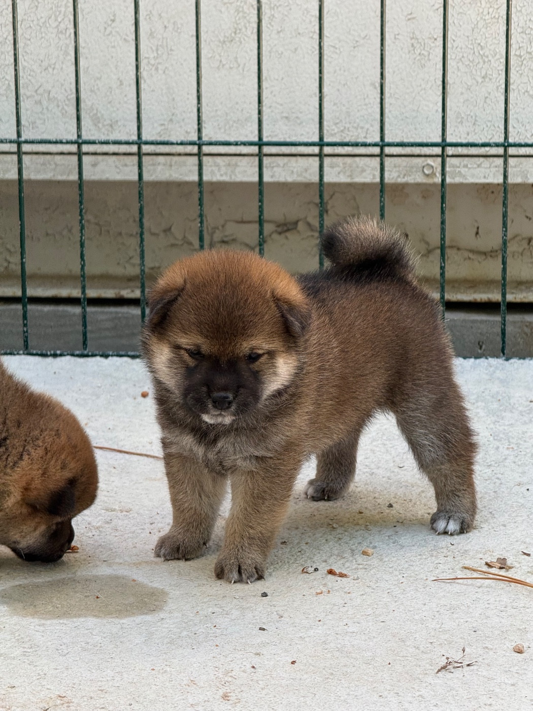 Des Renards Du Castrum - Chiots disponibles - Shiba