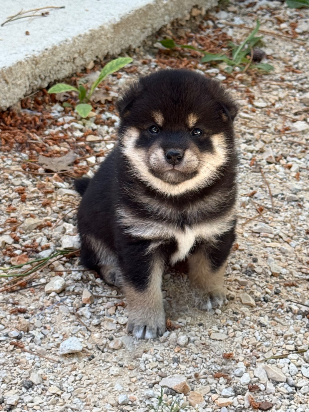 Des Renards Du Castrum - Chiots disponibles - Shiba