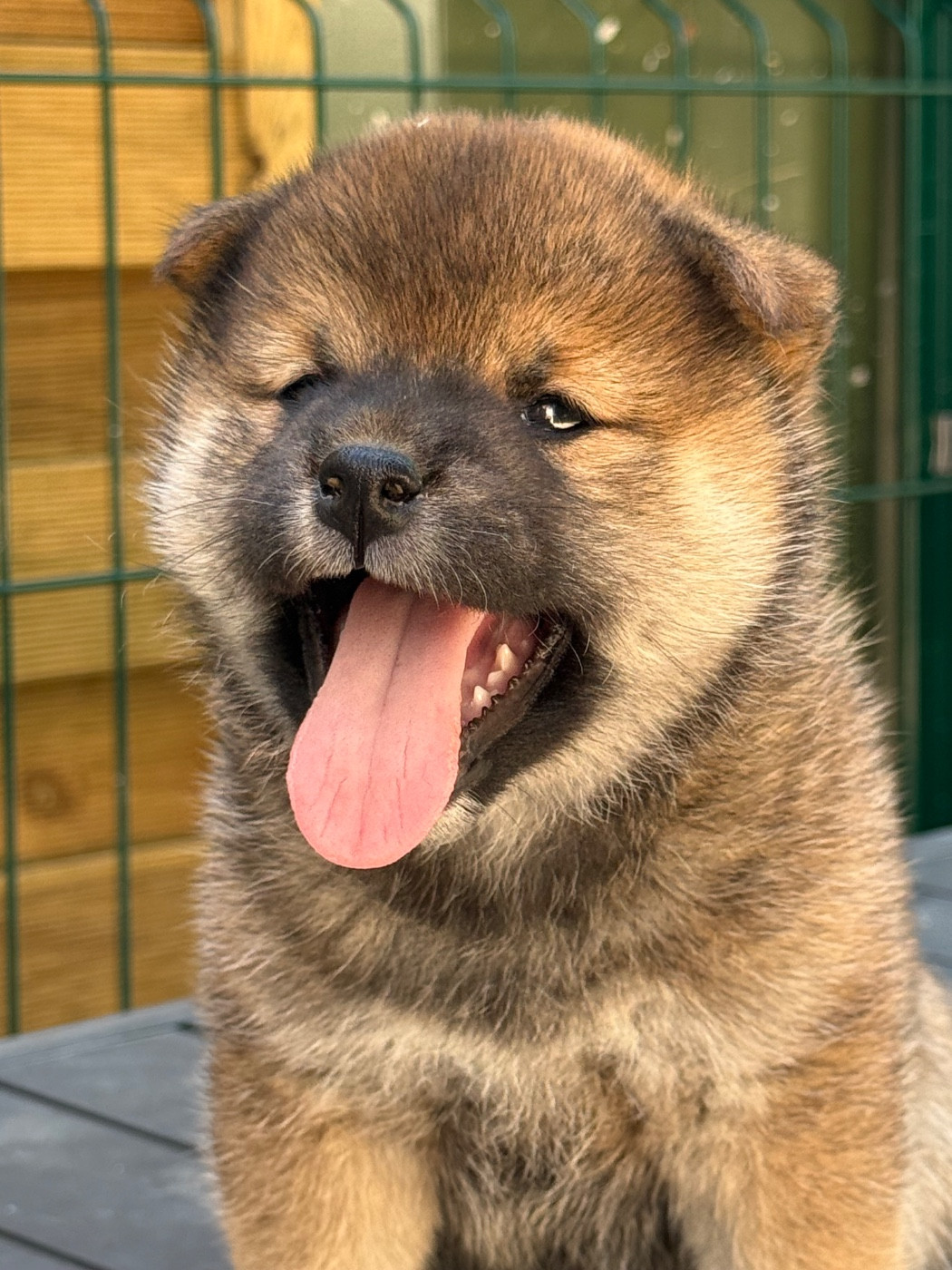 Des Renards Du Castrum - Chiots disponibles - Shiba