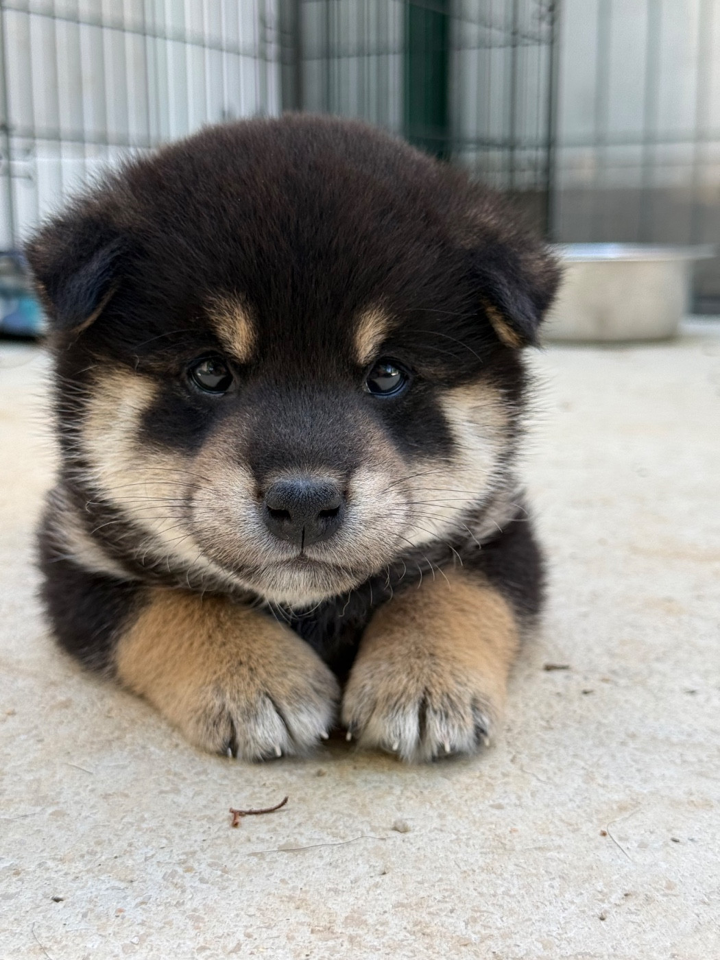 Des Renards Du Castrum - Chiots disponibles - Shiba