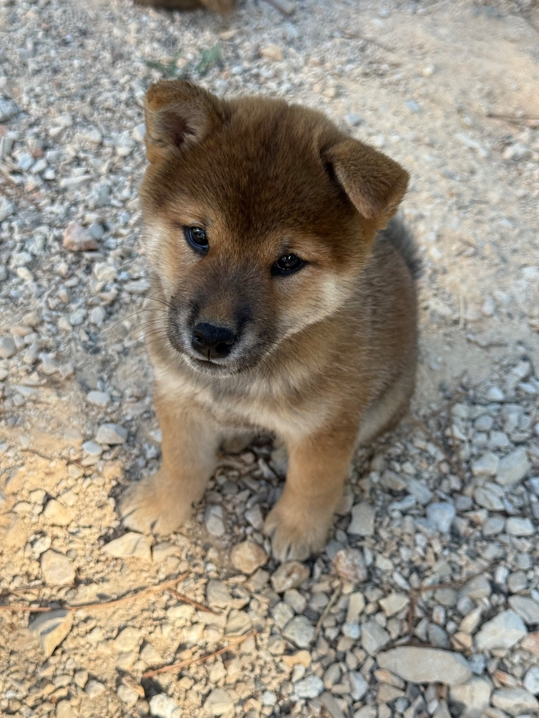 Des Renards Du Castrum - Chiots disponibles - Shiba