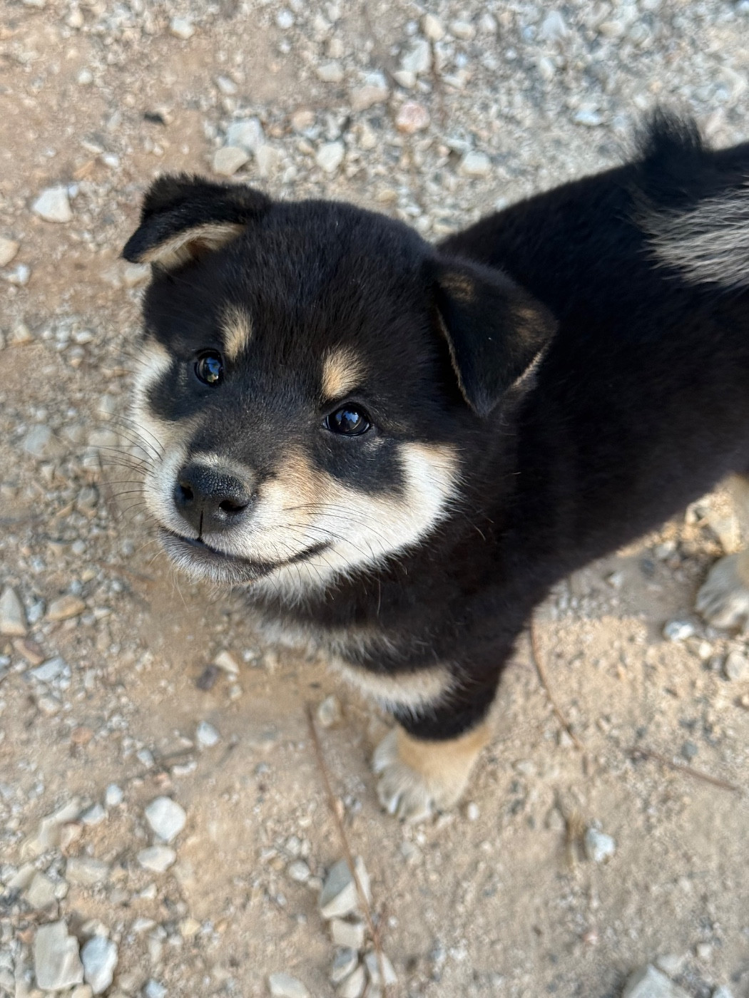 Des Renards Du Castrum - Chiots disponibles - Shiba